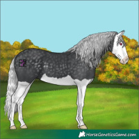Horse Color:Silver Black Chinchilla Splash