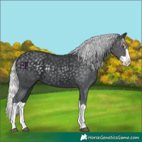 Horse Color:Silver Black Chinchilla Splash 