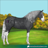 Horse Color:Silver Black Chinchilla Splash 