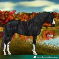 Horse Color:Midnight Black Ice Varnish