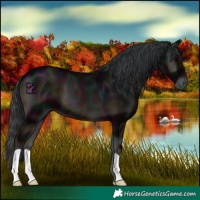 Horse Color:Midnight Blue Onyx Varnish 