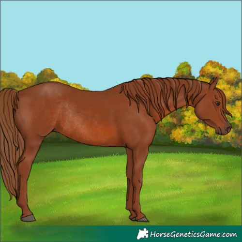 Horse Color:Chestnut Rabicano 