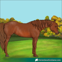 Horse Color:Chestnut Rabicano 
