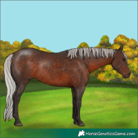 Horse Color:Silver Brown Rabicano