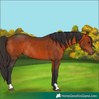 Horse Color:Bay Rabicano 