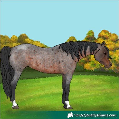 Horse Color:Brown Roan 