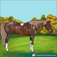 Horse Color:White Spotted Liver Chestnut Tobiano Rabicano 