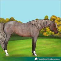 Horse Color:Liver Red Roan 