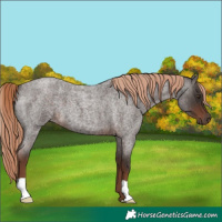 Horse Color:Liver Red Roan 