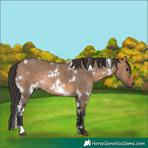 Horse Color:White Spotted Brown Dun Rabicano 