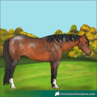 Horse Color:Bay 