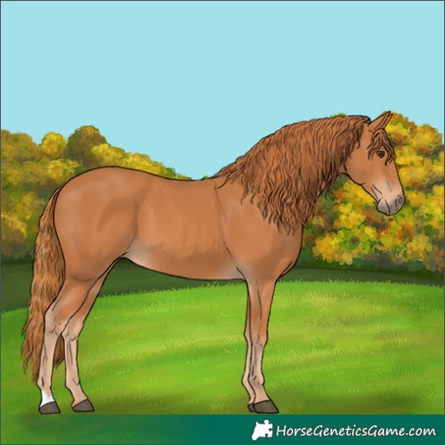 Horse Color:Chestnut 