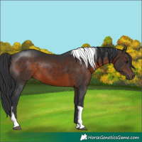 Horse Color:Brown Tobiano 