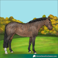 Horse Color:Brown Dun Brindle 
