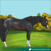 Horse Color:Brown 