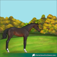 Horse Color:Brown 