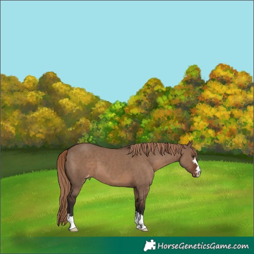 Horse Color:Liver Red Dun Varnish 