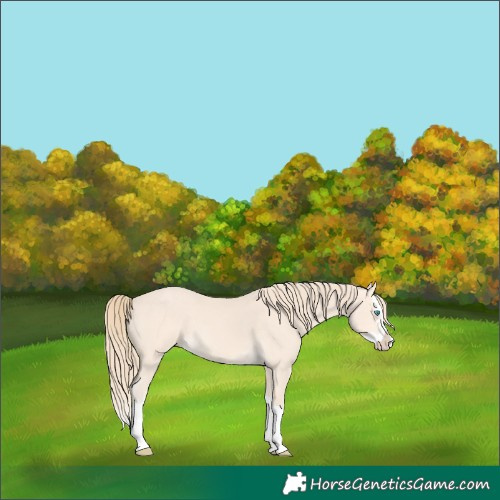 Horse Color:Perlino Splash 