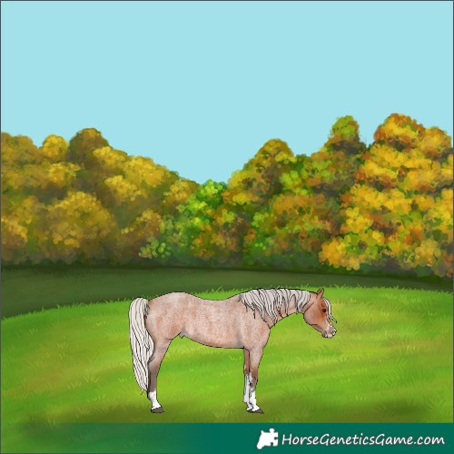 Horse Color:Silver Bay Roan Sabino Rabicano 