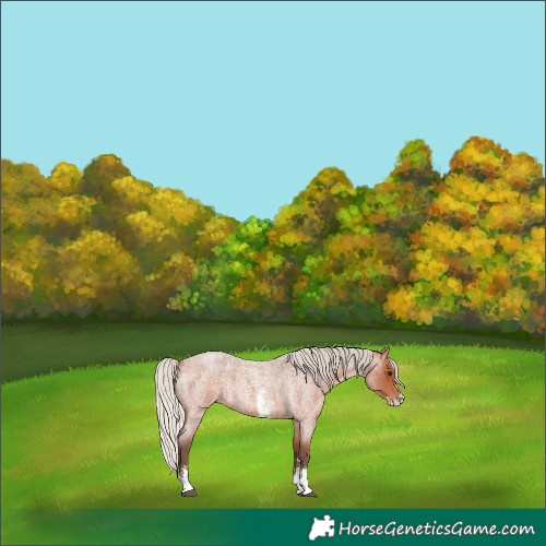 Horse Color:Silver Bay Roan Sabino Rabicano 