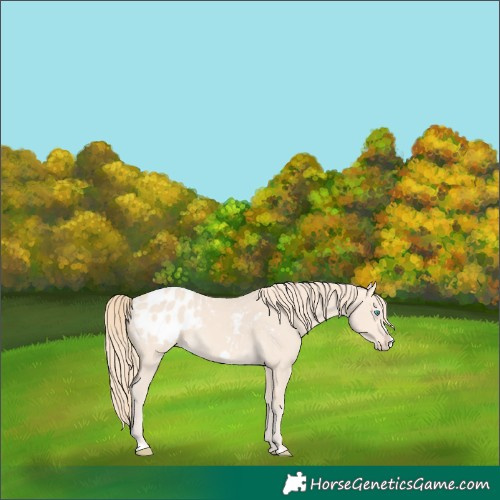 Horse Color:Perlino Frame Appaloosa 