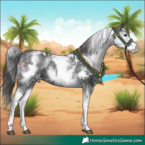 Horse Color:White Spotted Black Appaloosa 