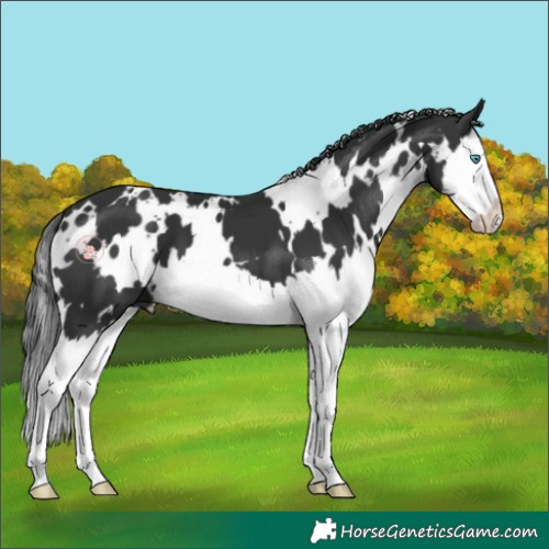 Horse Color:White Spotted Black Splash