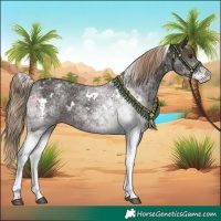 Horse Color:White Spotted Liver Chestnut