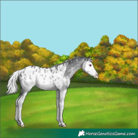 Horse Color:Silver Brown Chinchilla Sabino Splash Blanket 