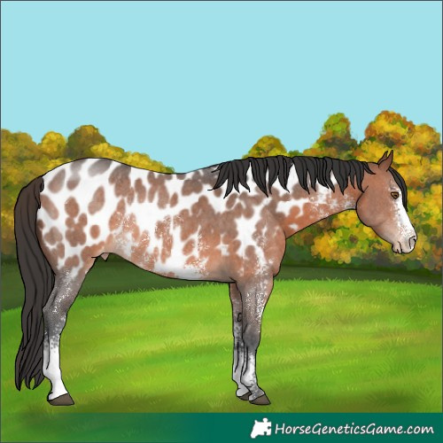 Horse Color:Brown Sabino Appaloosa Rabicano 