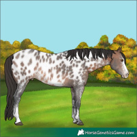 Horse Color:Brown Sabino Near Leopard Rabicano 