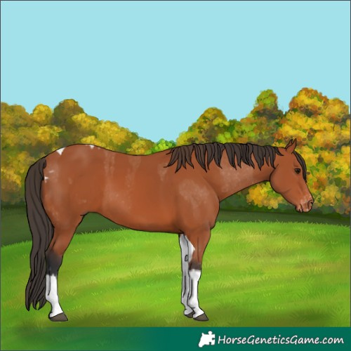 Horse Color:Bay Tobiano Varnish and Bay Tobiano