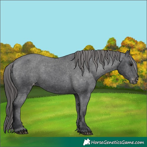 Horse Color:Black Appaloosa 