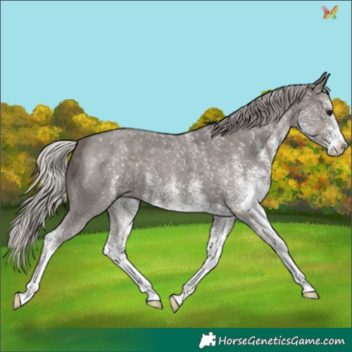 Horse Color:White Spotted Silver Black 