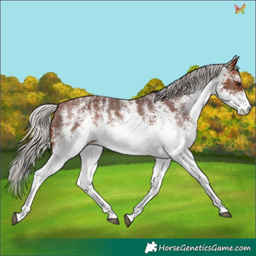Horse Color:White Spotted Silver Brown Appaloosa 