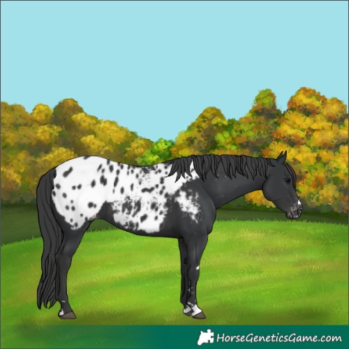 Horse Color:Black Appaloosa 