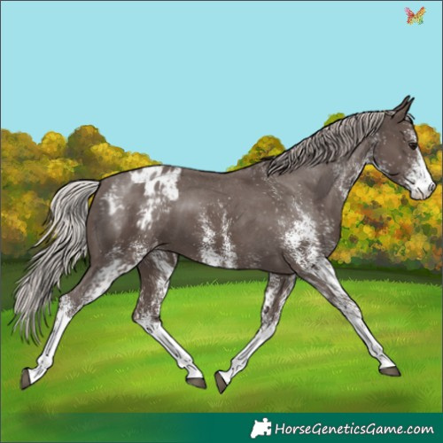 Horse Color:White Spotted Silver Black Appaloosa 
