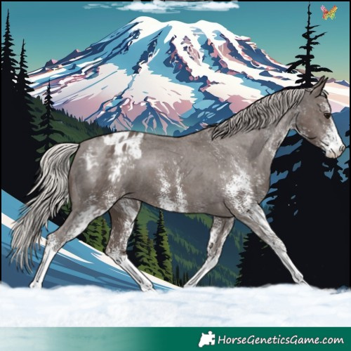 Horse Color:White Spotted Silver Black Blanket 