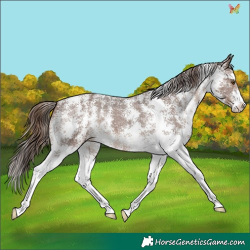Horse Color:Liver Chestnut Sabino Appaloosa 
