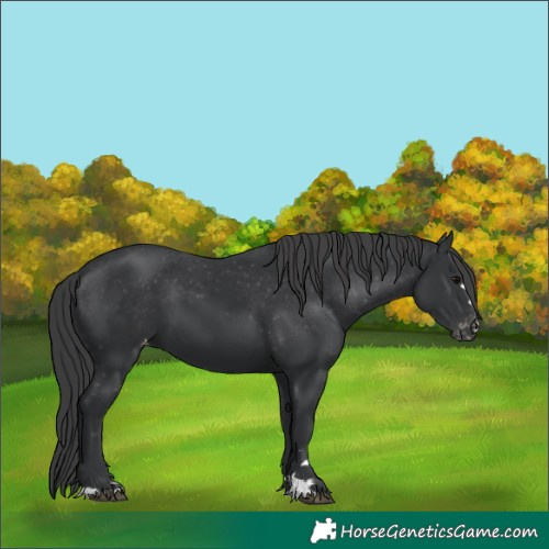 Horse Color:Black Appaloosa 