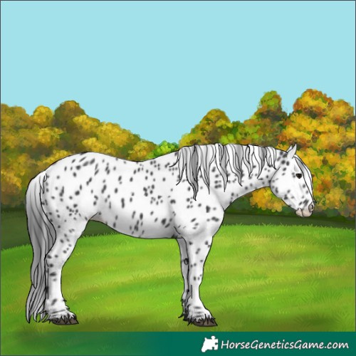 Horse Color:Black Appaloosa 