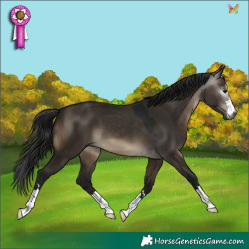 Horse Color:Gray Brown Dun 