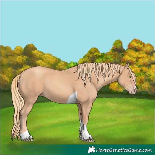 Horse Color:Gold Champagne Tobiano 