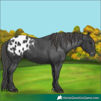 Horse Color:Black Appaloosa 