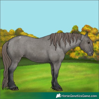 Horse Color:Grullo Appaloosa 