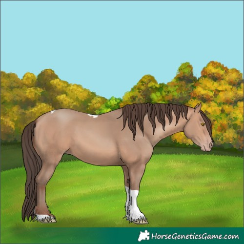 Horse Color:Amber Champagne Tobiano 