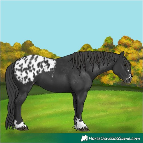 Horse Color:Black Appaloosa 