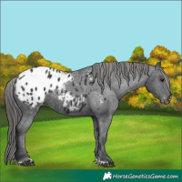 Horse Color:Black Appaloosa