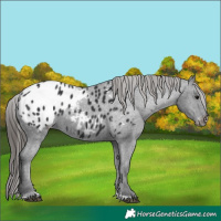 Horse Color:Black Appaloosa