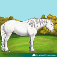 Horse Color:Silver Amber Champagne Roan Dun Splash Tobiano Frame Appaloosa Rabicano 